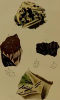 An illustration from Medical zoology, and mineralogy : or, illustrations and descriptions of the animals and minerals employed in medicine, and of the preparations derived from them: including also an account of animal and mineral poisons: with figures coloured from nature / by John Stephenson. (1838)