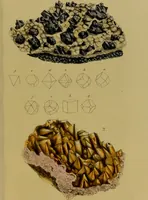 An illustration from Medical zoology, and mineralogy : or, illustrations and descriptions of the animals and minerals employed in medicine, and of the preparations derived from them: including also an account of animal and mineral poisons: with figures coloured from nature / by John Stephenson. (1838)