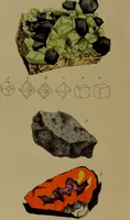 An illustration from Medical zoology, and mineralogy : or, illustrations and descriptions of the animals and minerals employed in medicine, and of the preparations derived from them: including also an account of animal and mineral poisons: with figures coloured from nature / by John Stephenson. (1838)