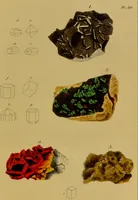 An illustration from Medical zoology, and mineralogy : or, illustrations and descriptions of the animals and minerals employed in medicine, and of the preparations derived from them: including also an account of animal and mineral poisons: with figures coloured from nature / by John Stephenson. (1838)