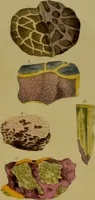 An illustration from Medical zoology, and mineralogy : or, illustrations and descriptions of the animals and minerals employed in medicine, and of the preparations derived from them: including also an account of animal and mineral poisons: with figures coloured from nature / by John Stephenson. (1838)