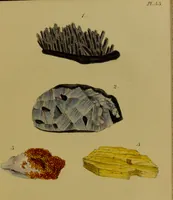 An illustration from Medical zoology, and mineralogy : or, illustrations and descriptions of the animals and minerals employed in medicine, and of the preparations derived from them: including also an account of animal and mineral poisons: with figures coloured from nature / by John Stephenson. (1838)