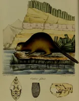 An illustration from Medical zoology, and mineralogy : or, illustrations and descriptions of the animals and minerals employed in medicine, and of the preparations derived from them: including also an account of animal and mineral poisons: with figures coloured from nature / by John Stephenson. (1838)