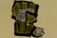 An illustration from Medical zoology, and mineralogy : or, illustrations and descriptions of the animals and minerals employed in medicine, and of the preparations derived from them: including also an account of animal and mineral poisons: with figures coloured from nature / by John Stephenson. (1838)