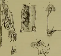 An illustration from Medical zoology, and mineralogy : or, illustrations and descriptions of the animals and minerals employed in medicine, and of the preparations derived from them: including also an account of animal and mineral poisons: with figures coloured from nature / by John Stephenson. (1838)