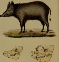 An illustration from Medical zoology, and mineralogy : or, illustrations and descriptions of the animals and minerals employed in medicine, and of the preparations derived from them: including also an account of animal and mineral poisons: with figures coloured from nature / by John Stephenson. (1838)