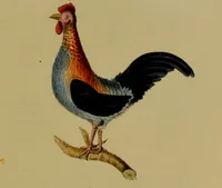 An illustration from Medical zoology, and mineralogy : or, illustrations and descriptions of the animals and minerals employed in medicine, and of the preparations derived from them: including also an account of animal and mineral poisons: with figures coloured from nature / by John Stephenson. (1838)
