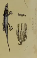 An illustration from Medical zoology, and mineralogy : or, illustrations and descriptions of the animals and minerals employed in medicine, and of the preparations derived from them: including also an account of animal and mineral poisons: with figures coloured from nature / by John Stephenson. (1838)