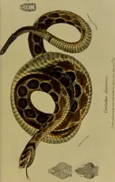 An illustration from Medical zoology, and mineralogy : or, illustrations and descriptions of the animals and minerals employed in medicine, and of the preparations derived from them: including also an account of animal and mineral poisons: with figures coloured from nature / by John Stephenson. (1838)