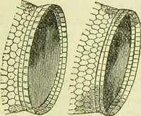 An illustration from The microscope : its history, construction, and application, being a familiar introduction to the use of the instrument, and the study of microscopical science / by Jabez Hogg ; with upwards of five hundred engravings, and coloured illustrations by Tuffen West. (1890)