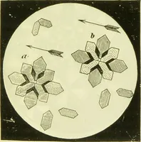 An illustration from The microscope : its history, construction, and application, being a familiar introduction to the use of the instrument, and the study of microscopical science / by Jabez Hogg ; with upwards of five hundred engravings, and coloured illustrations by Tuffen West. (1890)