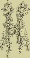 An illustration from The microscope : its history, construction, and application, being a familiar introduction to the use of the instrument, and the study of microscopical science / by Jabez Hogg ; with upwards of five hundred engravings, and coloured illustrations by Tuffen West. (1890)