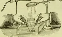 An illustration from The microscope : its history, construction, and application, being a familiar introduction to the use of the instrument, and the study of microscopical science / by Jabez Hogg ; with upwards of five hundred engravings, and coloured illustrations by Tuffen West. (1890)