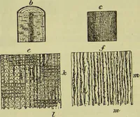 An illustration from The microscope : its history, construction, and application, being a familiar introduction to the use of the instrument, and the study of microscopical science / by Jabez Hogg ; with upwards of five hundred engravings, and coloured illustrations by Tuffen West. (1890)