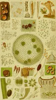 An illustration from The microscope : its history, construction, and application, being a familiar introduction to the use of the instrument, and the study of microscopical science / by Jabez Hogg ; with upwards of five hundred engravings, and coloured illustrations by Tuffen West. (1890)