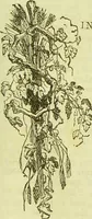 An illustration from The microscope : its history, construction, and application, being a familiar introduction to the use of the instrument, and the study of microscopical science / by Jabez Hogg ; with upwards of five hundred engravings, and coloured illustrations by Tuffen West. (1890)
