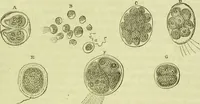 An illustration from The microscope : its history, construction, and application, being a familiar introduction to the use of the instrument, and the study of microscopical science / by Jabez Hogg ; with upwards of five hundred engravings, and coloured illustrations by Tuffen West. (1890)