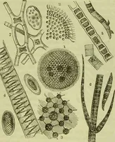 An illustration from The microscope : its history, construction, and application, being a familiar introduction to the use of the instrument, and the study of microscopical science / by Jabez Hogg ; with upwards of five hundred engravings, and coloured illustrations by Tuffen West. (1890)
