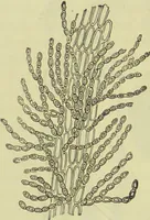 An illustration from The microscope : its history, construction, and application, being a familiar introduction to the use of the instrument, and the study of microscopical science / by Jabez Hogg ; with upwards of five hundred engravings, and coloured illustrations by Tuffen West. (1890)