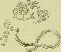 An illustration from The microscope : its history, construction, and application, being a familiar introduction to the use of the instrument, and the study of microscopical science / by Jabez Hogg ; with upwards of five hundred engravings, and coloured illustrations by Tuffen West. (1890)