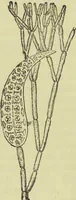 An illustration from The microscope : its history, construction, and application, being a familiar introduction to the use of the instrument, and the study of microscopical science / by Jabez Hogg ; with upwards of five hundred engravings, and coloured illustrations by Tuffen West. (1890)