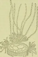An illustration from The microscope : its history, construction, and application, being a familiar introduction to the use of the instrument, and the study of microscopical science / by Jabez Hogg ; with upwards of five hundred engravings, and coloured illustrations by Tuffen West. (1890)