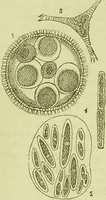 An illustration from The microscope : its history, construction, and application, being a familiar introduction to the use of the instrument, and the study of microscopical science / by Jabez Hogg ; with upwards of five hundred engravings, and coloured illustrations by Tuffen West. (1890)