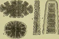 An illustration from The microscope : its history, construction, and application, being a familiar introduction to the use of the instrument, and the study of microscopical science / by Jabez Hogg ; with upwards of five hundred engravings, and coloured illustrations by Tuffen West. (1890)
