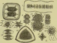 An illustration from The microscope : its history, construction, and application, being a familiar introduction to the use of the instrument, and the study of microscopical science / by Jabez Hogg ; with upwards of five hundred engravings, and coloured illustrations by Tuffen West. (1890)