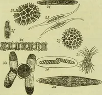 An illustration from The microscope : its history, construction, and application, being a familiar introduction to the use of the instrument, and the study of microscopical science / by Jabez Hogg ; with upwards of five hundred engravings, and coloured illustrations by Tuffen West. (1890)