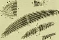 An illustration from The microscope : its history, construction, and application, being a familiar introduction to the use of the instrument, and the study of microscopical science / by Jabez Hogg ; with upwards of five hundred engravings, and coloured illustrations by Tuffen West. (1890)