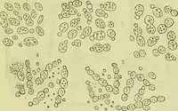 An illustration from The microscope : its history, construction, and application, being a familiar introduction to the use of the instrument, and the study of microscopical science / by Jabez Hogg ; with upwards of five hundred engravings, and coloured illustrations by Tuffen West. (1890)