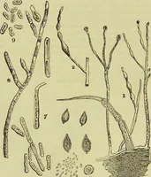 An illustration from The microscope : its history, construction, and application, being a familiar introduction to the use of the instrument, and the study of microscopical science / by Jabez Hogg ; with upwards of five hundred engravings, and coloured illustrations by Tuffen West. (1890)