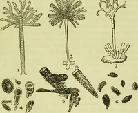 An illustration from The microscope : its history, construction, and application, being a familiar introduction to the use of the instrument, and the study of microscopical science / by Jabez Hogg ; with upwards of five hundred engravings, and coloured illustrations by Tuffen West. (1890)