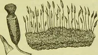 An illustration from The microscope : its history, construction, and application, being a familiar introduction to the use of the instrument, and the study of microscopical science / by Jabez Hogg ; with upwards of five hundred engravings, and coloured illustrations by Tuffen West. (1890)