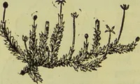 An illustration from The microscope : its history, construction, and application, being a familiar introduction to the use of the instrument, and the study of microscopical science / by Jabez Hogg ; with upwards of five hundred engravings, and coloured illustrations by Tuffen West. (1890)