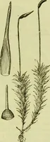 An illustration from The microscope : its history, construction, and application, being a familiar introduction to the use of the instrument, and the study of microscopical science / by Jabez Hogg ; with upwards of five hundred engravings, and coloured illustrations by Tuffen West. (1890)