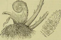 An illustration from The microscope : its history, construction, and application, being a familiar introduction to the use of the instrument, and the study of microscopical science / by Jabez Hogg ; with upwards of five hundred engravings, and coloured illustrations by Tuffen West. (1890)