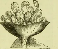 An illustration from The microscope : its history, construction, and application, being a familiar introduction to the use of the instrument, and the study of microscopical science / by Jabez Hogg ; with upwards of five hundred engravings, and coloured illustrations by Tuffen West. (1890)