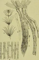 An illustration from The microscope : its history, construction, and application, being a familiar introduction to the use of the instrument, and the study of microscopical science / by Jabez Hogg ; with upwards of five hundred engravings, and coloured illustrations by Tuffen West. (1890)