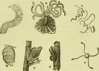 An illustration from The microscope : its history, construction, and application, being a familiar introduction to the use of the instrument, and the study of microscopical science / by Jabez Hogg ; with upwards of five hundred engravings, and coloured illustrations by Tuffen West. (1890)