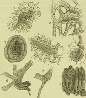 An illustration from The microscope : its history, construction, and application, being a familiar introduction to the use of the instrument, and the study of microscopical science / by Jabez Hogg ; with upwards of five hundred engravings, and coloured illustrations by Tuffen West. (1890)