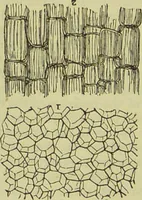 An illustration from The microscope : its history, construction, and application, being a familiar introduction to the use of the instrument, and the study of microscopical science / by Jabez Hogg ; with upwards of five hundred engravings, and coloured illustrations by Tuffen West. (1890)