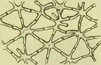 An illustration from The microscope : its history, construction, and application, being a familiar introduction to the use of the instrument, and the study of microscopical science / by Jabez Hogg ; with upwards of five hundred engravings, and coloured illustrations by Tuffen West. (1890)