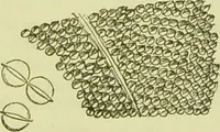 An illustration from The microscope : its history, construction, and application, being a familiar introduction to the use of the instrument, and the study of microscopical science / by Jabez Hogg ; with upwards of five hundred engravings, and coloured illustrations by Tuffen West. (1890)