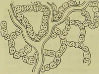 An illustration from The microscope : its history, construction, and application, being a familiar introduction to the use of the instrument, and the study of microscopical science / by Jabez Hogg ; with upwards of five hundred engravings, and coloured illustrations by Tuffen West. (1890)