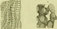 An illustration from The microscope : its history, construction, and application, being a familiar introduction to the use of the instrument, and the study of microscopical science / by Jabez Hogg ; with upwards of five hundred engravings, and coloured illustrations by Tuffen West. (1890)