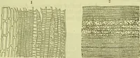 An illustration from The microscope : its history, construction, and application, being a familiar introduction to the use of the instrument, and the study of microscopical science / by Jabez Hogg ; with upwards of five hundred engravings, and coloured illustrations by Tuffen West. (1890)