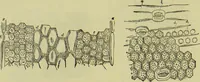 An illustration from The microscope : its history, construction, and application, being a familiar introduction to the use of the instrument, and the study of microscopical science / by Jabez Hogg ; with upwards of five hundred engravings, and coloured illustrations by Tuffen West. (1890)