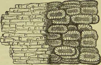 An illustration from The microscope : its history, construction, and application, being a familiar introduction to the use of the instrument, and the study of microscopical science / by Jabez Hogg ; with upwards of five hundred engravings, and coloured illustrations by Tuffen West. (1890)